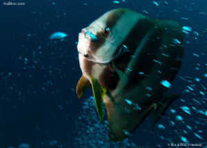 Batfish playing with bubbles. Canon G10. by Bea & Stef Primatesta 